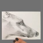 dog drawing by Cherith Harrison