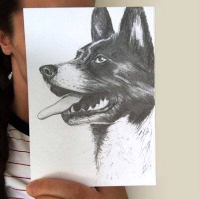 dog drawing by Cherith Harrison