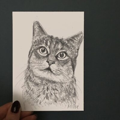 cat drawing by Cherith Harrison