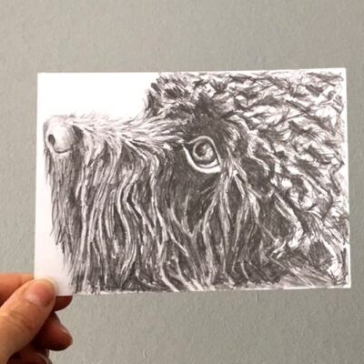 dog drawing by Cherith Harrison