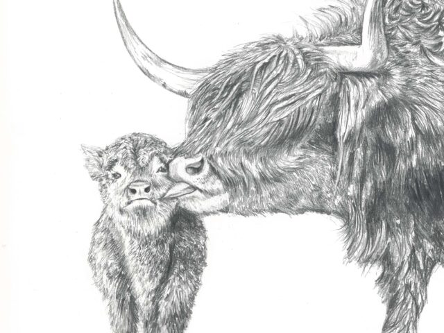 Highland Cow Love Original Drawing