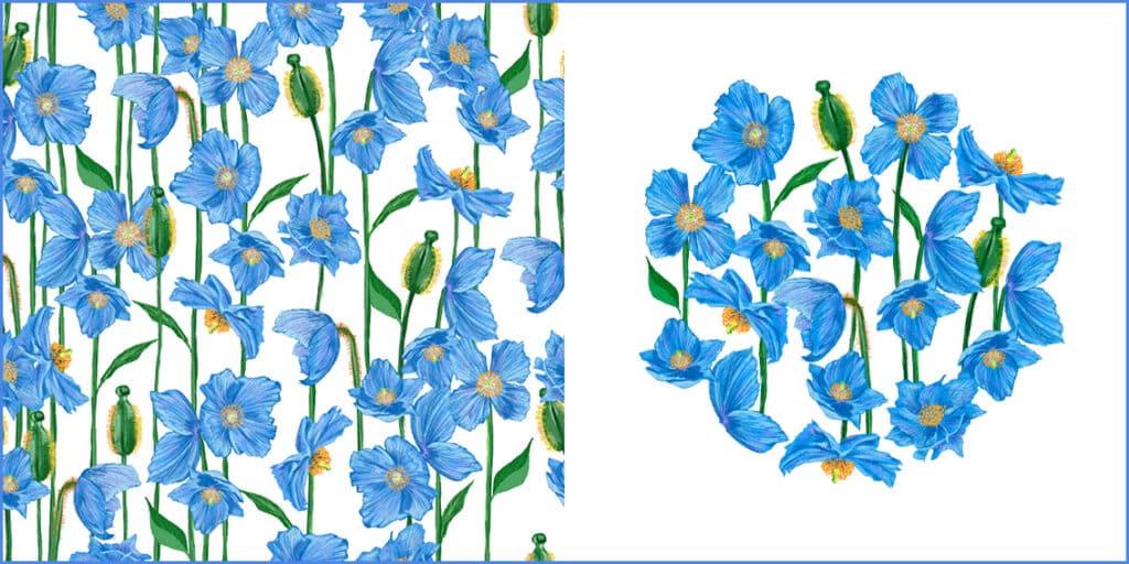 Meconopsis flowers by Cherith Harrison