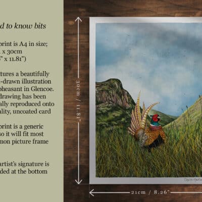 scottish wildlife illustration