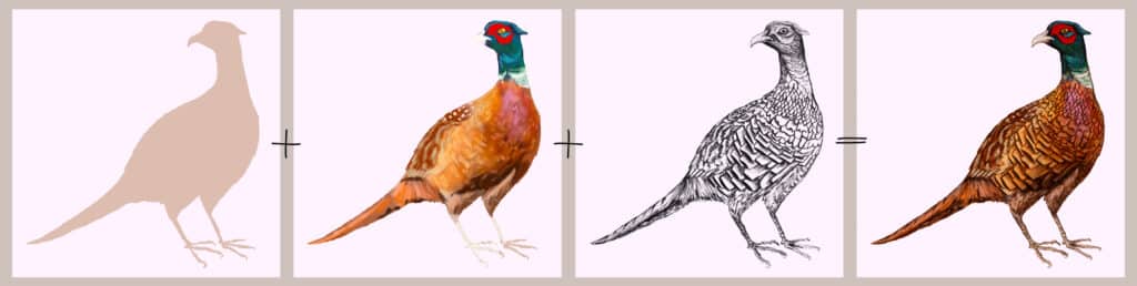 Pheasant Illustration Process showing the original sketchbook drawing and the procreate coloured up version